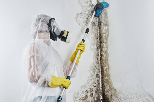 Best Mold Testing  in Barron, WI