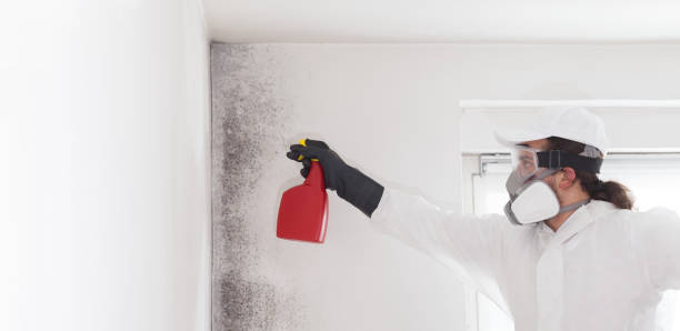 Best Residential Mold Removal  in Barron, WI