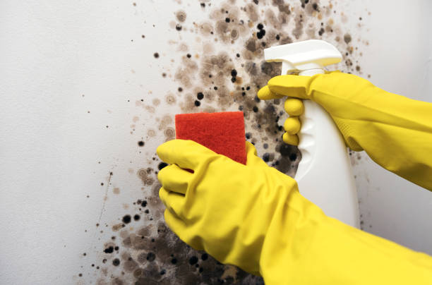 Best Same-Day Mold Removal  in Barron, WI