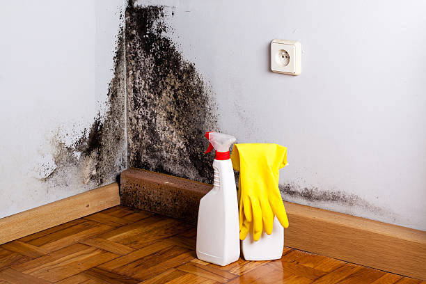 Best Emergency Mold Removal  in Barron, WI
