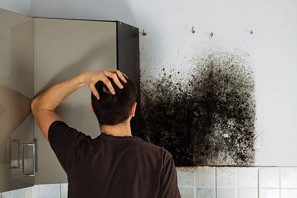 Best Mold Removal Company Near Me  in Barron, WI