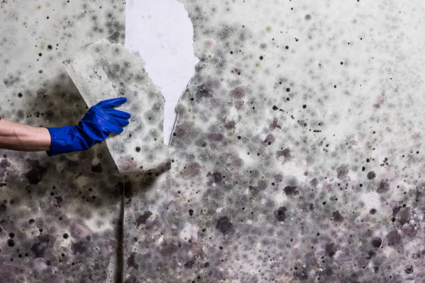 Best Local Mold Removal Service  in Barron, WI