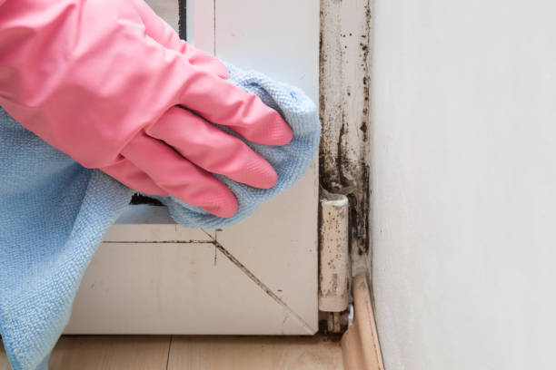 Best Mold Testing  in Barron, WI